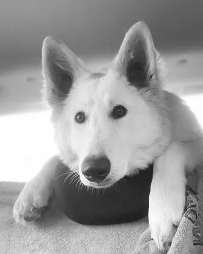 Upside, chien mascotte Volomax Pujaut